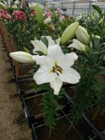 [4581 VH57 Petacas No01.JPG]